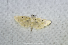 Pycnarmon aeriferalis