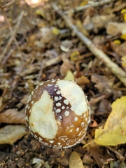 Amanita pantherina