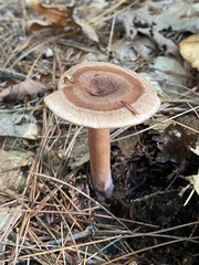 Lactarius quietus incanus