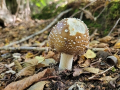 Amanita pantherina