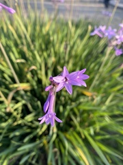Tulbaghia