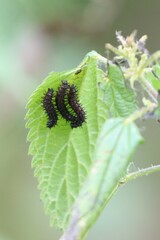 Nymphalidae