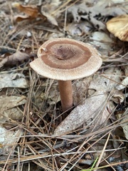 Lactarius quietus incanus