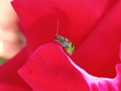 Diabrotica speciosa