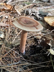 Lactarius quietus incanus