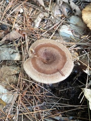 Lactarius quietus incanus