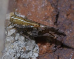 Liburniella ornata