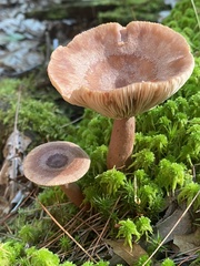 Lactarius quietus incanus