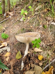 Amanita pantherina