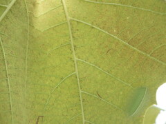 Limacodidae