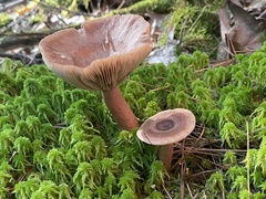 Lactarius quietus incanus