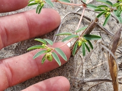 Euphorbia polygonifolia
