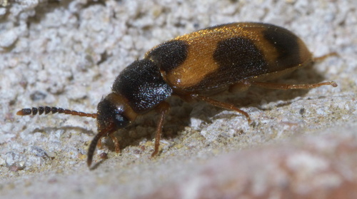 Punctured Hairy Fungus Beetle photo 5