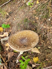 Amanita pantherina