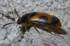 Mycetophagus punctatus