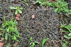 Peltigera rufescens