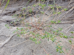 Euphorbia polygonifolia