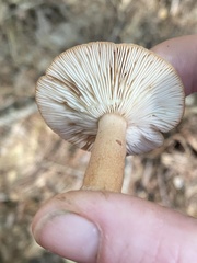 Lactarius quietus incanus