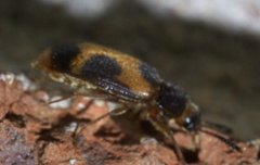 Mycetophagus punctatus