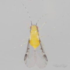 Monellia caryella