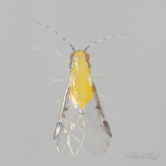 Monellia caryella
