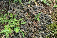 Peltigera rufescens