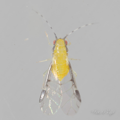 Monellia caryella