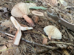 Lactarius quietus incanus