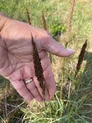 Setaria sphacelata