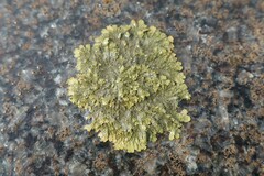 Xanthoparmelia pulla