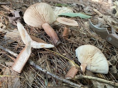 Lactarius quietus incanus