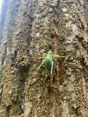 Barbitistes constrictus