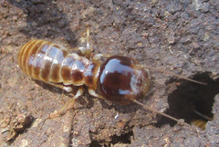 Hodotermitidae