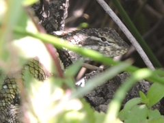 Sceloporus torquatus