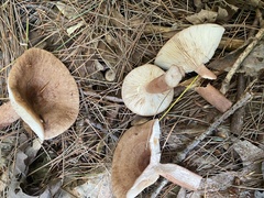 Lactarius quietus incanus