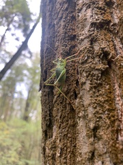 Barbitistes constrictus