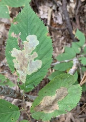 Cameraria betulivora