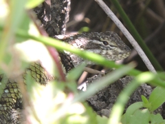 Sceloporus torquatus