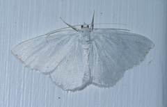 Lomographa vestaliata
