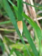 Pyraustinae