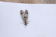 Dendroleon obsoletus