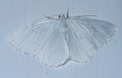 Lomographa vestaliata