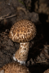 Inocybe hystrix