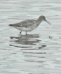 Tringa totanus