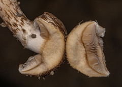Inocybe hystrix