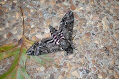 Agrius cingulata