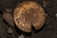 Inocybe hystrix