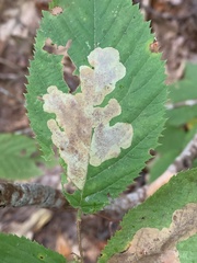 Cameraria betulivora