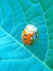 Aspidimorpha miliaris