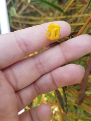 Chamaecrista fasciculata